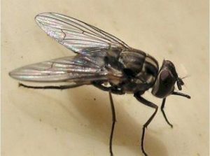 Mosca-dos-estábulos