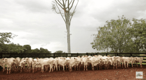 vacas nutridas bezerros fortes