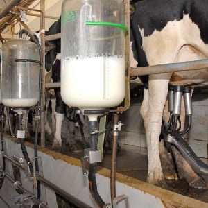 NOTÍCIAS DO AGRONEGÓCIO: LEITE – ENTRESSAFRA E MELHORA DO CONSUMO DEVEM SUSTENTAR ALTAS