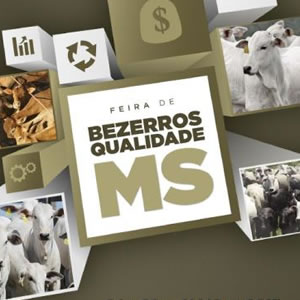 Feira de Bezerros Qualidade MS