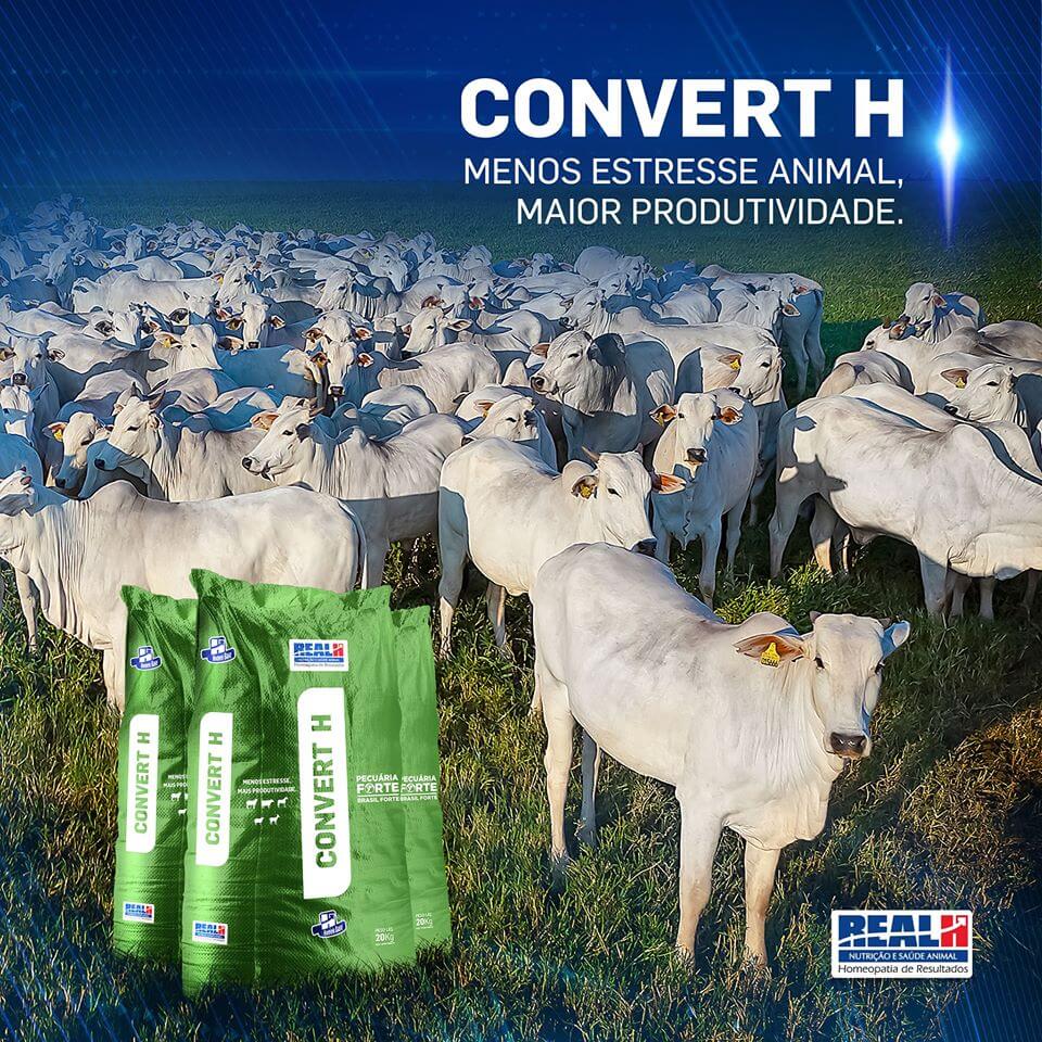Tranquilidade para o rebanho e melhora na conversão alimentar com Convert H