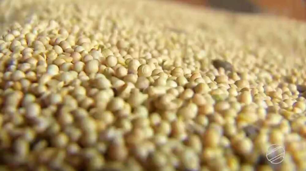 NOTÍCIAS DO AGRONEGÓCIO: MS TEM EM 2018 MAIOR FATURAMENTO DA SUA HISTÓRIA COM EXPORTAÇÕES: US$ 5,692 BILHÕES
