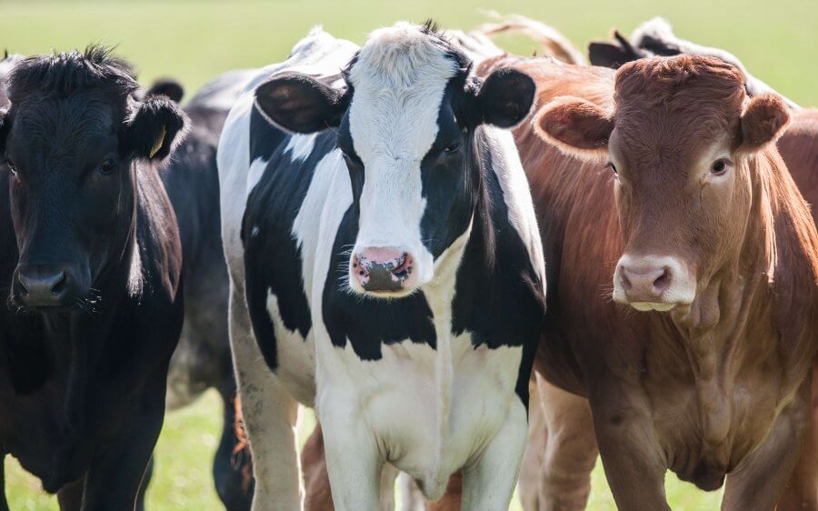 REPRODUÇÃO: COMO REDUZIR OS CASOS DE METRITE EM VACAS DE LEITE