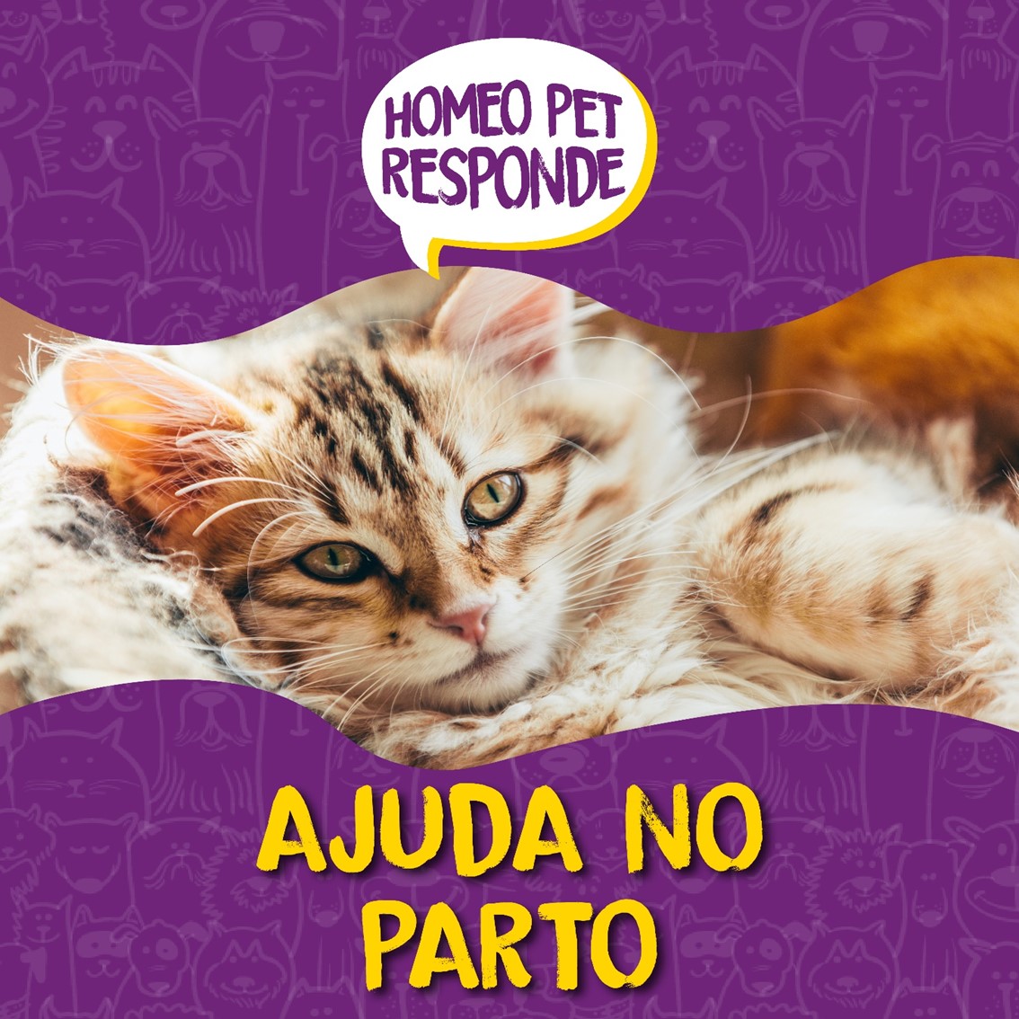 Como ajudar minha gata a parir?