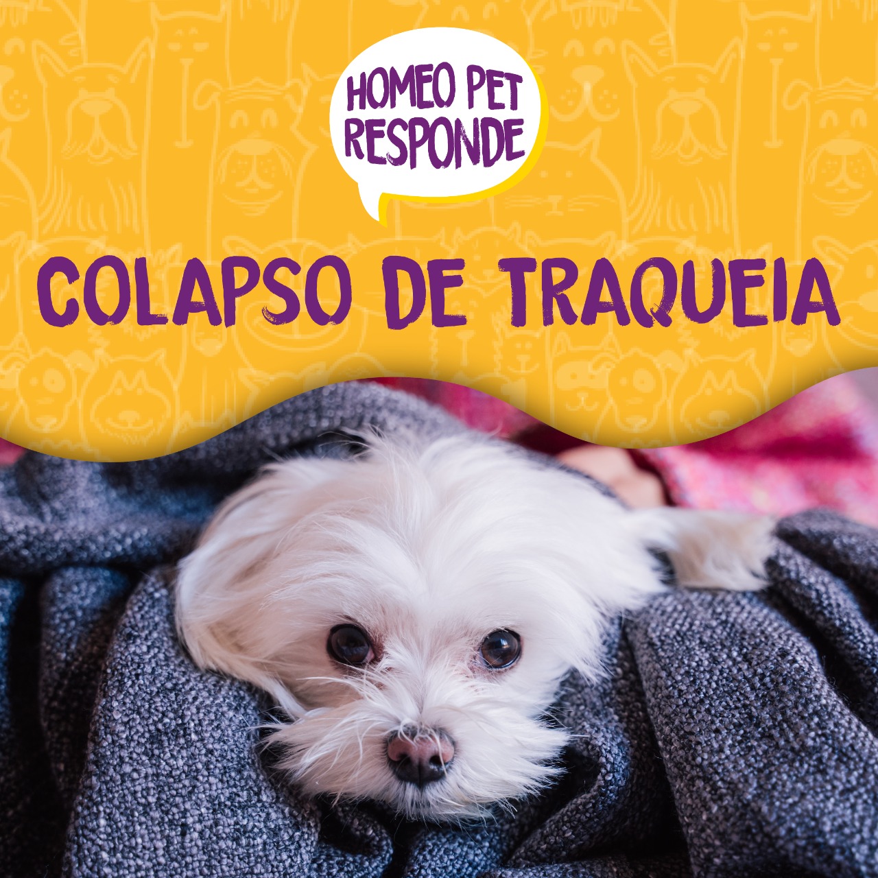 VÍDEO: Como a Homeopatia pode ajudar em casos de colapso de traqueia?