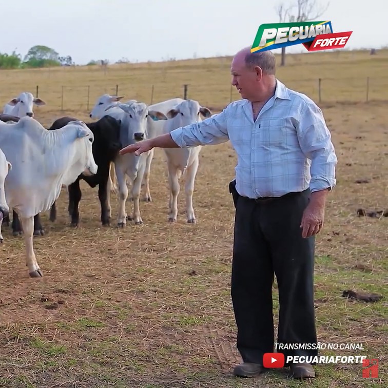 Confira os destaques do Pecuária Forte de amanhã