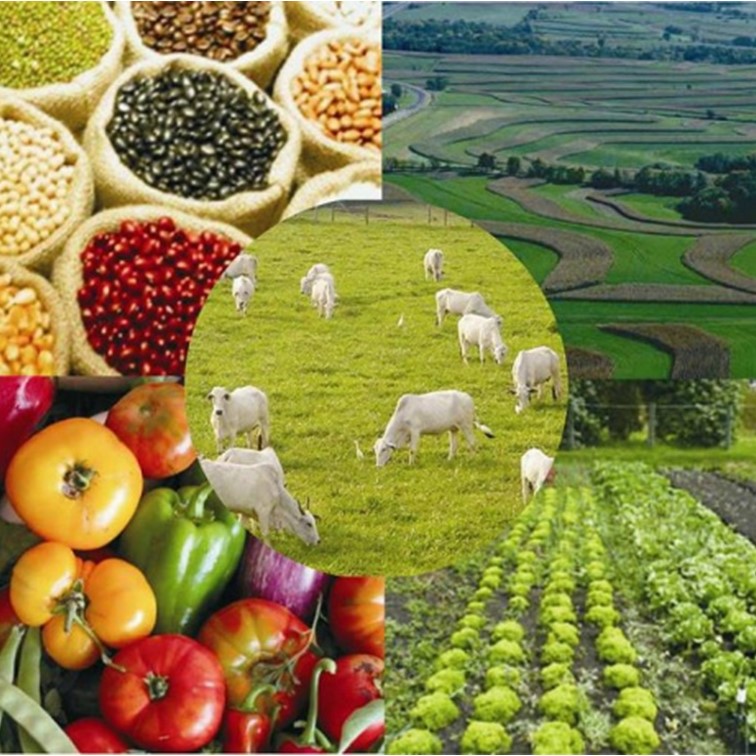 Notícias do Agro