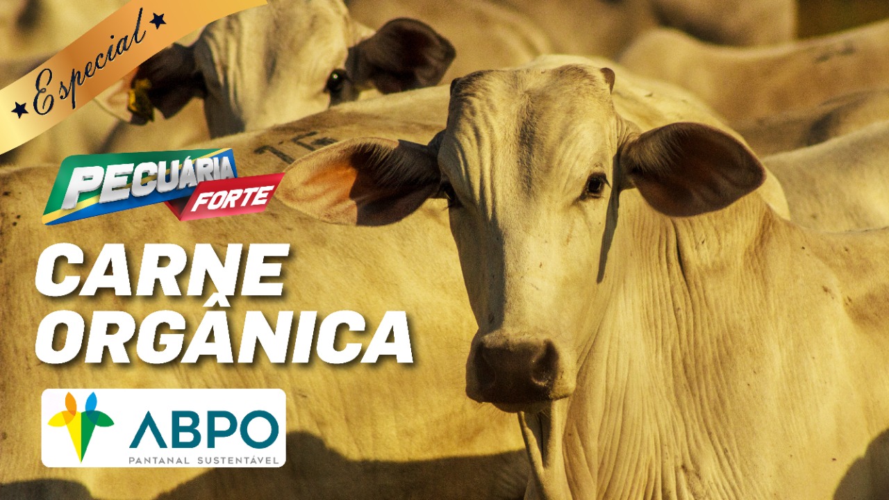 Pecuária Forte Destaca a Produção de Carne Orgânica do Pantanal