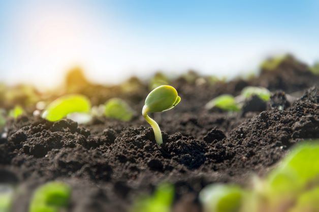 Plantação Nascendo Maior Crescimento