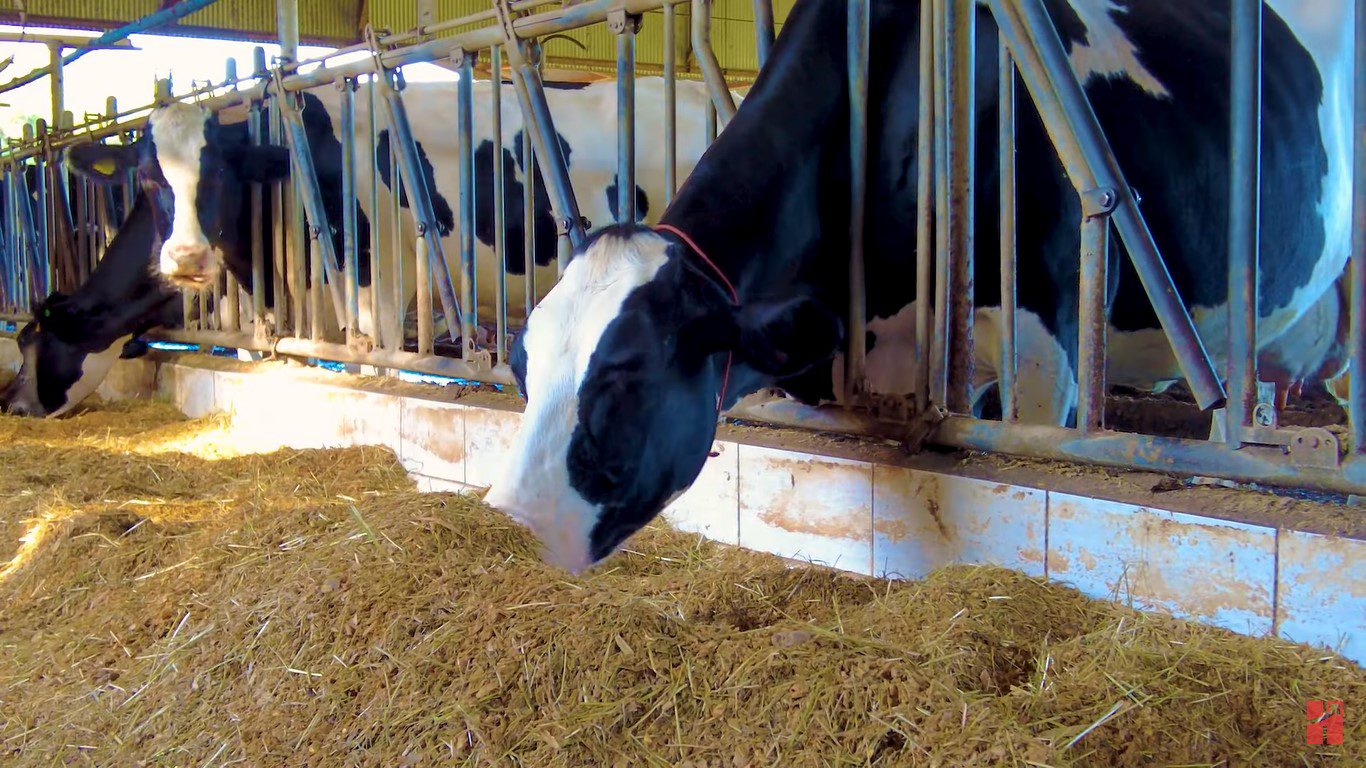 Cetose em vacas de Leite