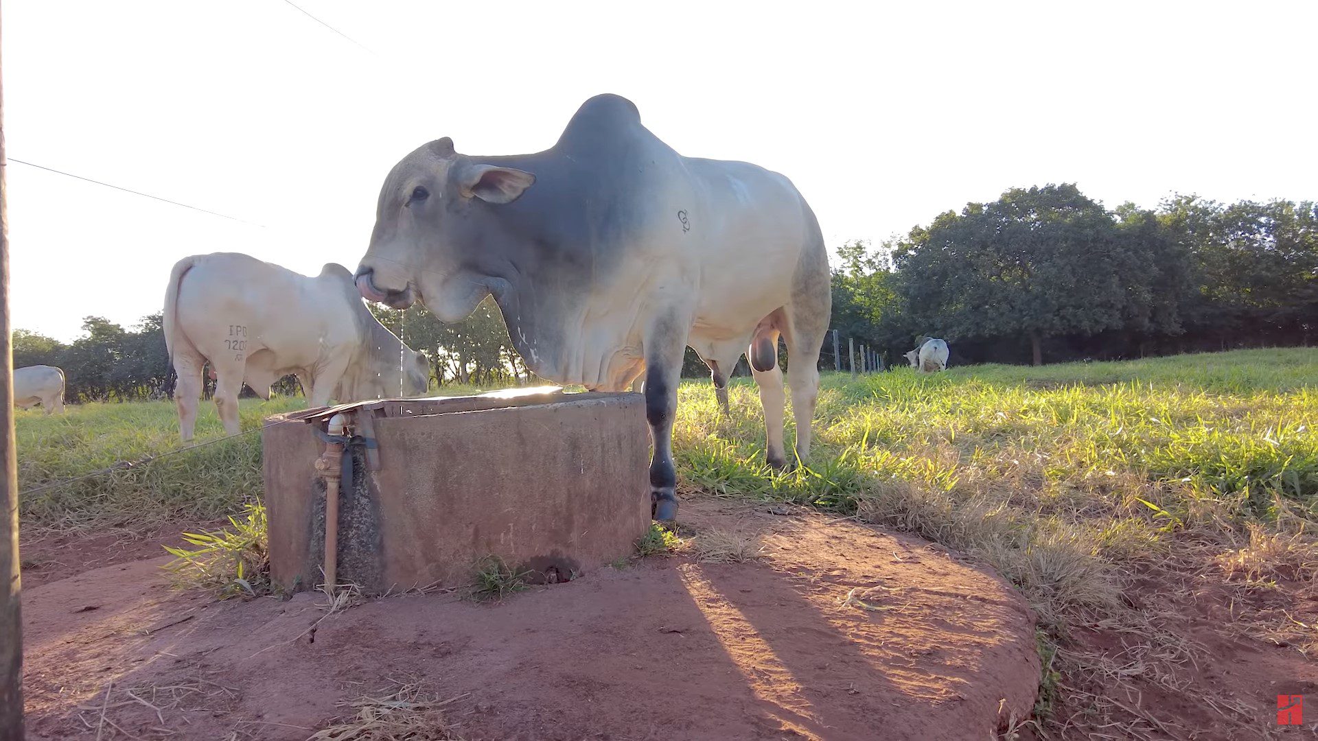 Leilão Nelore IPB disponibiliza 150 animais P. O. neste final de semana