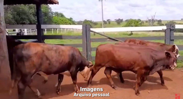 Produtor de Paranaíba Inova na Pecuária com Tecnologia e Técnicas Sustentáveis