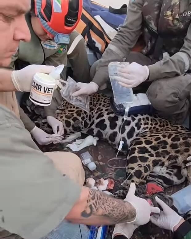 Pomada CMR Vet é usada no tratamento de onça resgatada de queimada no Pantanal