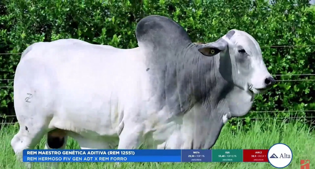 Canal Pecuária Forte transmite apresentação de Touros Genética Aditiva