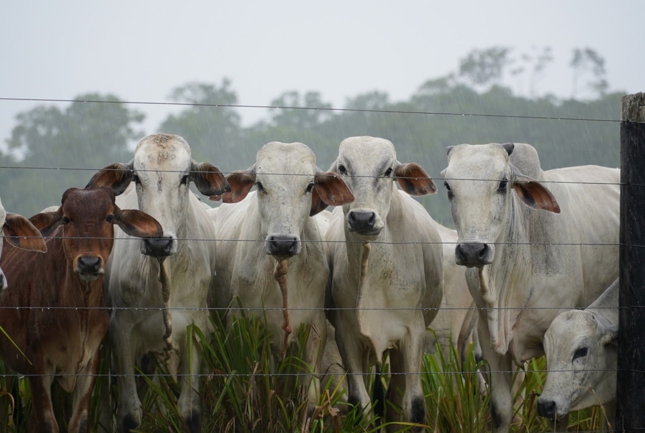 Nutrição Animal na Época das Águas: Como Garantir a Eficiência e Evitar Prejuízos?
