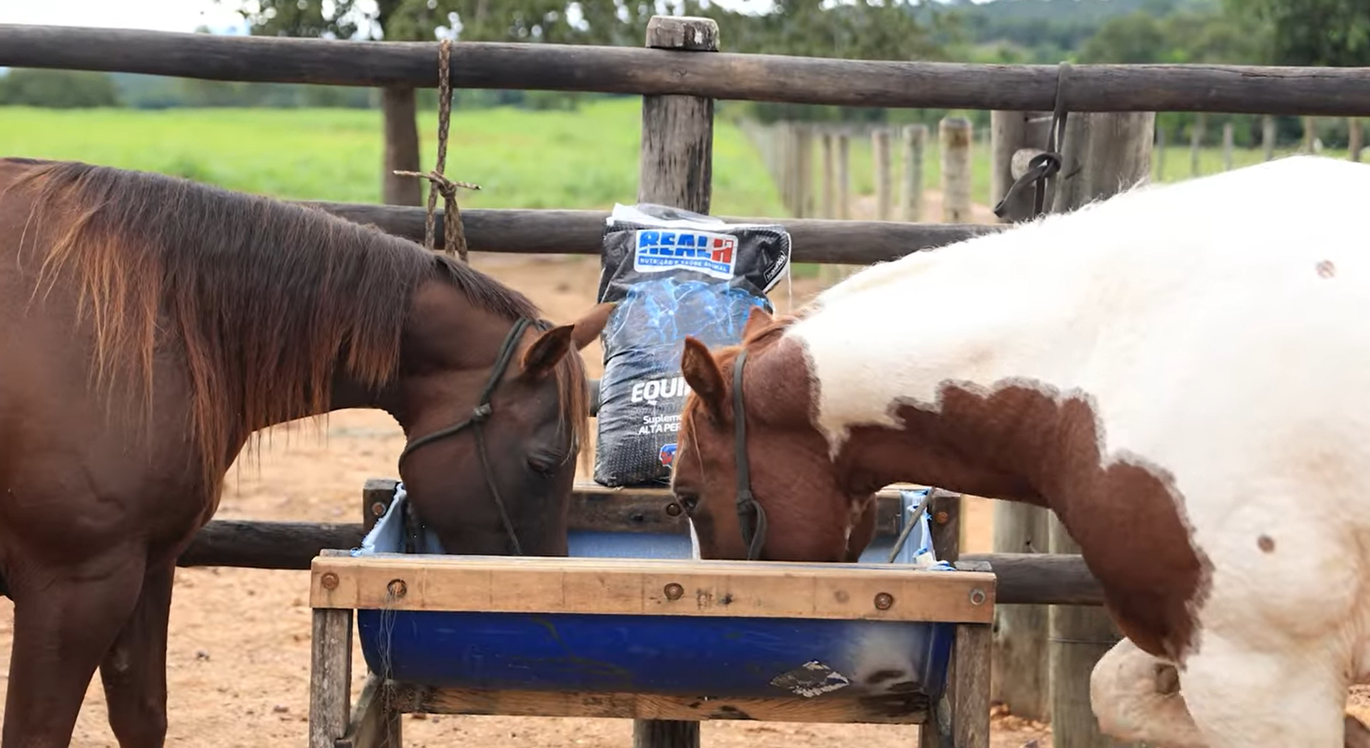 Imagem de Mixirica na Aguada do Sucuri mostrando cavalos com saúde no campo.