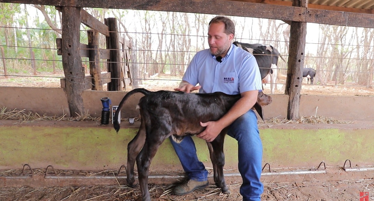 Animais de grande porte em manejo sanitário no campo