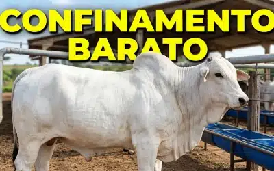 Engordar Bois: O Segredo de Sucesso em Apenas 12 Hectares